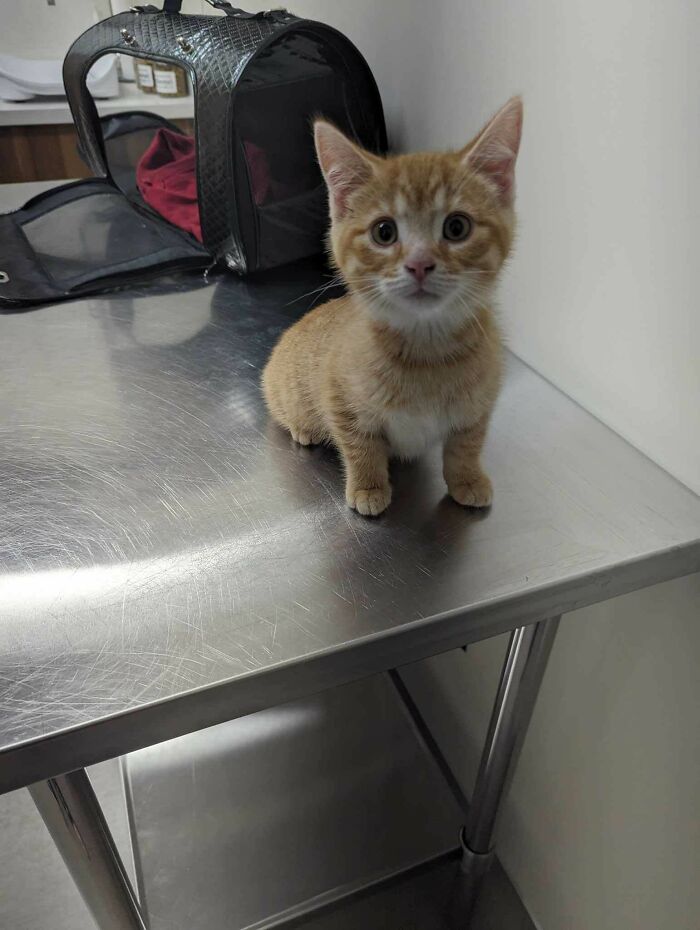 Recently Got A New Kitten