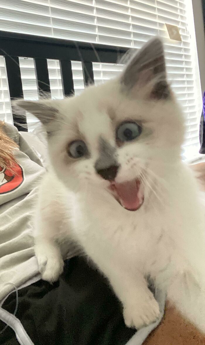 The Face You Make 4 Days After Being Adopted. Meet Blue