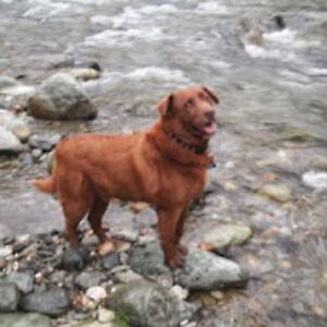 cliffordrobinson avatar