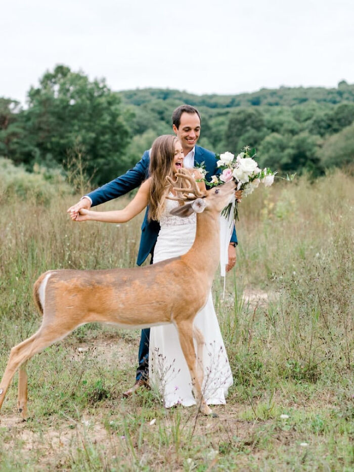 Bride and groom in a field smiling as a deer sniffs the bridal bouquet in this adorable animal pics moment