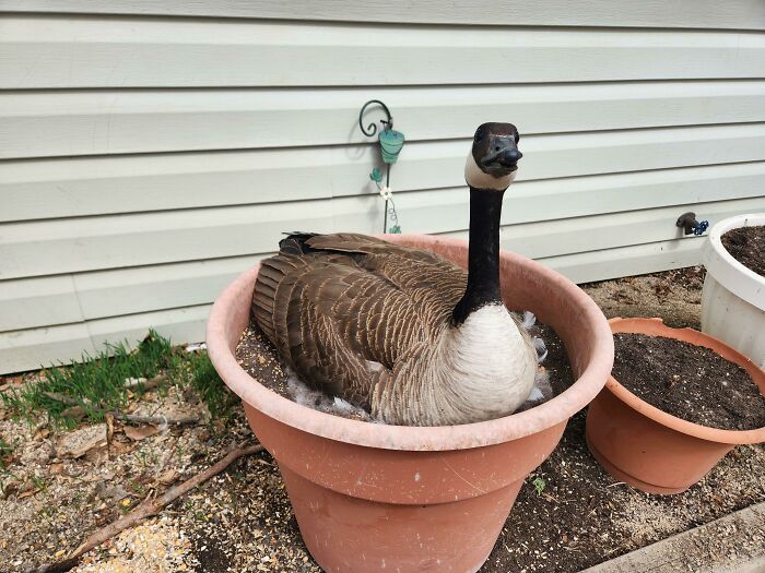 Goose humorously sitting in a flower pot, showcasing animals being their hilarious selves outdoors near a house wall.