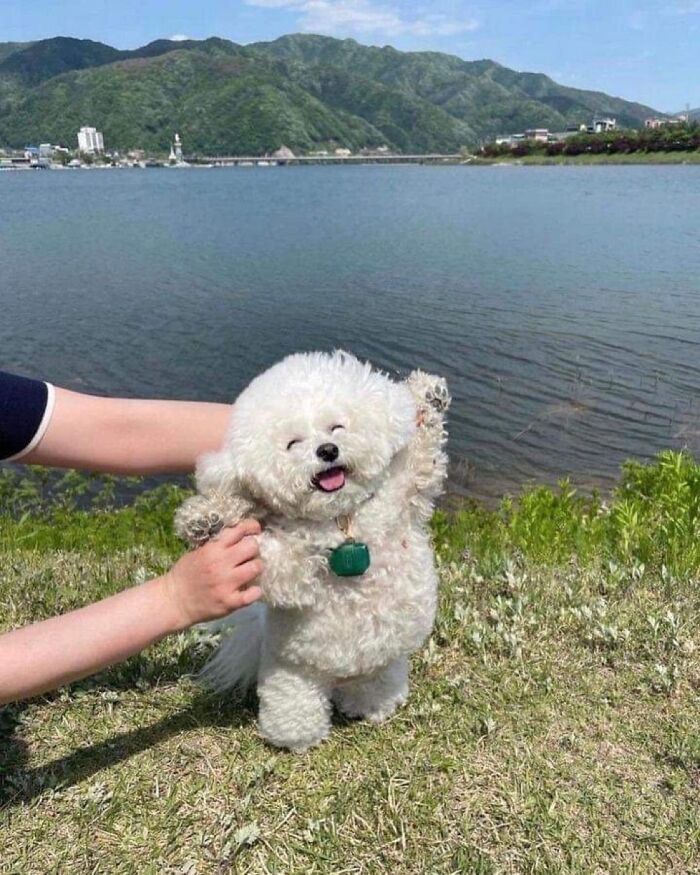 Perrete blanco feliz con pelaje rizado levantando las patas junto a un lago y montañas al fondo en un día soleado.