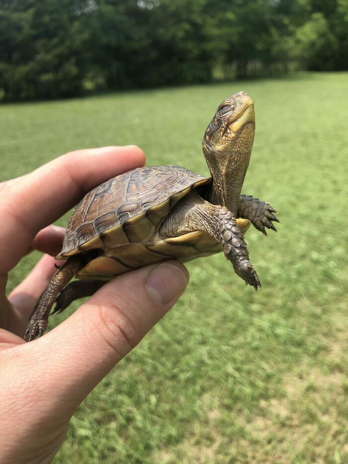 Small turtle being gently held outdoors in grassy area, one of the adorable animals that might brighten up your day.