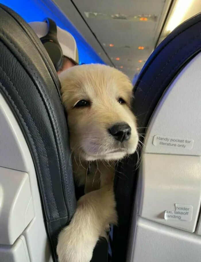 Golden retriever puppy peeking between airplane seats, showcasing one of the cutest dogs ever in a cozy travel setting.