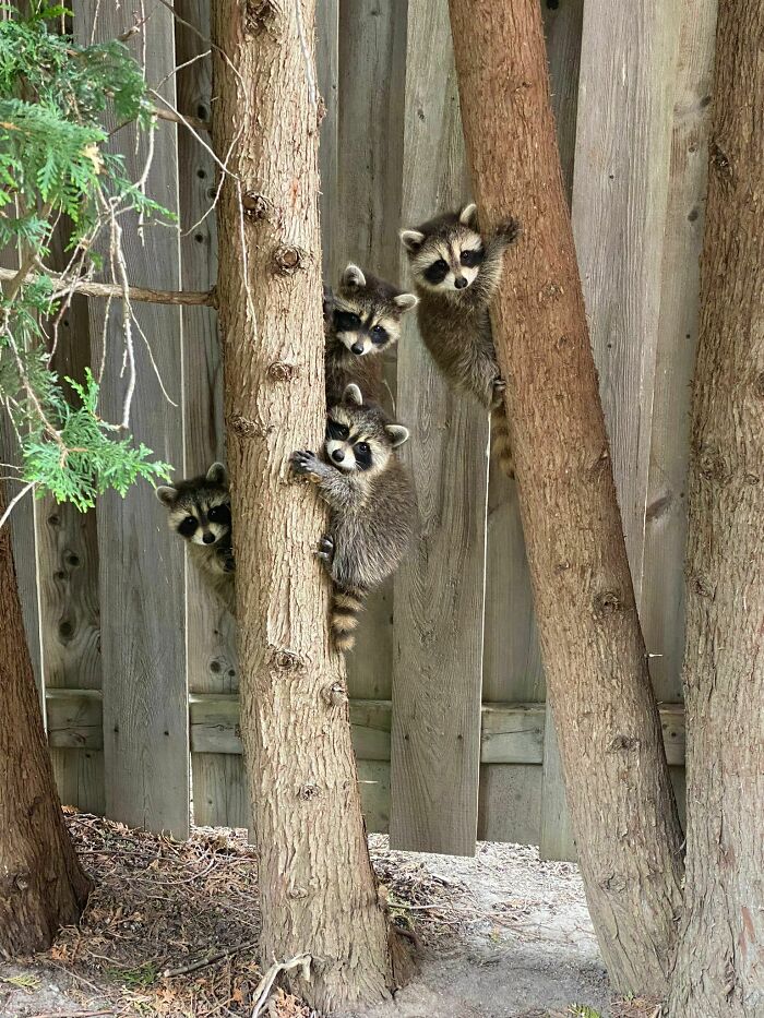 Four adorable raccoons climbing trees near a wooden fence in a natural outdoor setting, showcasing cute animals.