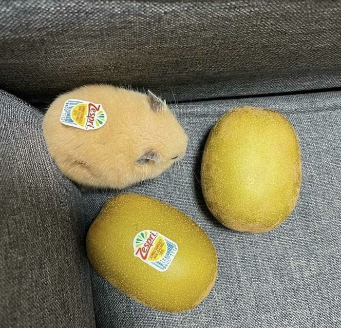 Small adorable animal resembling kiwi fruits, with a Zespri sticker on its fur, sitting on a gray fabric surface.
