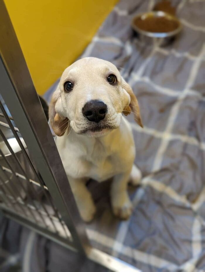 Cute puppy with big eyes sitting inside a kennel, one of the cutest dogs ever captured in a new picture.
