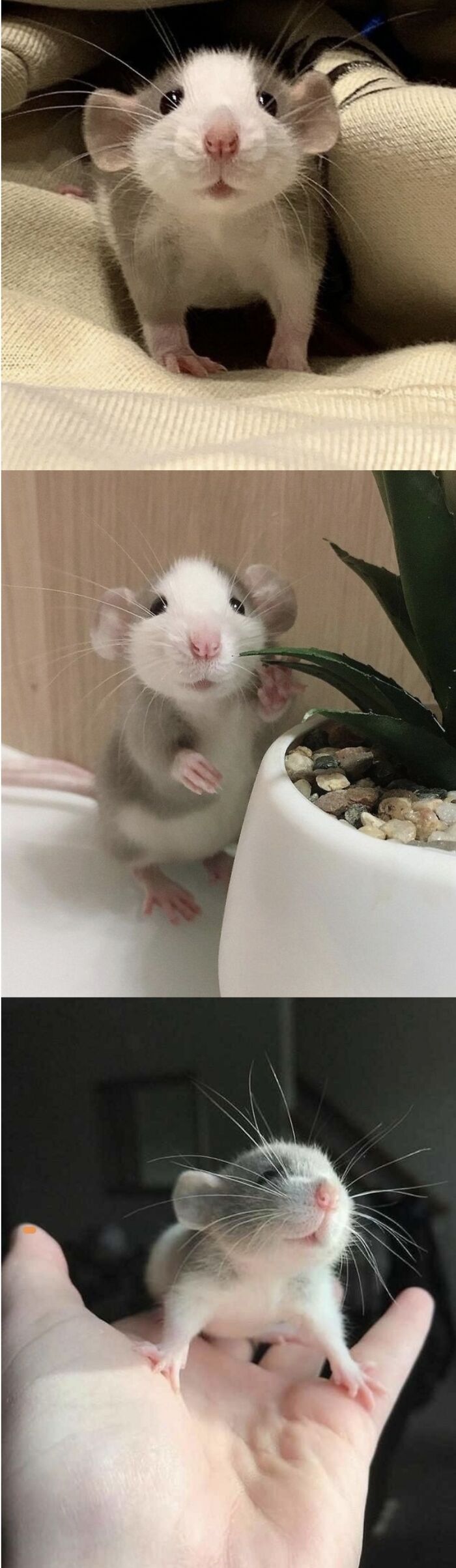 Three adorable small pet rats with pink noses and whiskers in cozy and home settings, showcasing cute animals.