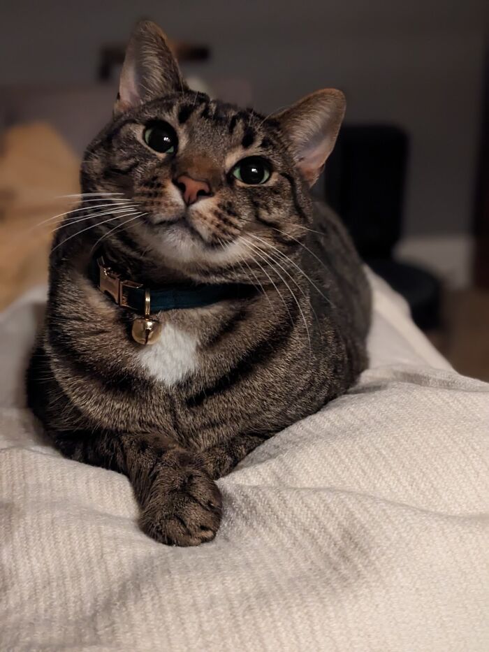 Tabby cat with big eyes and a bell collar resting on a bed, showcasing one of the cutest cats to melt your heart.