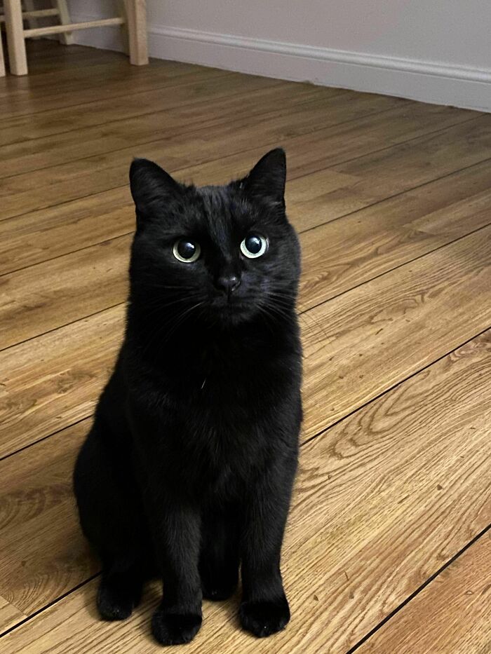 Black cat with large round eyes sitting on wooden floor, one of the cutest cats to melt your heart.