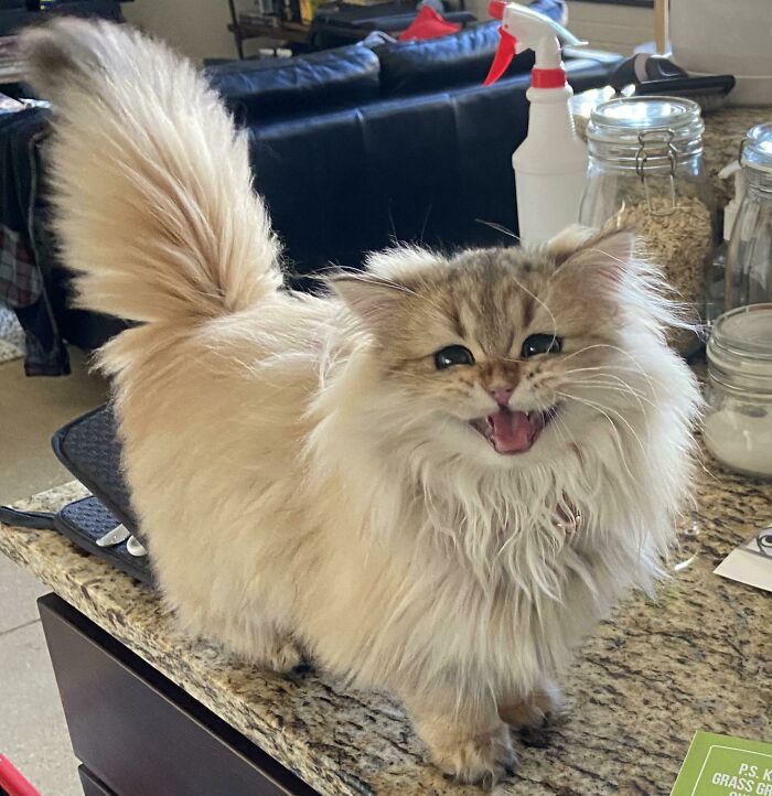 Fluffy cream-colored cat with a bushy tail standing on a kitchen counter, showing a joyful expression.