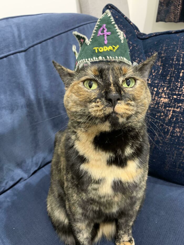 Tortoiseshell cat with green eyes wearing a handmade birthday hat sitting on a blue couch, one of the cutest cats.