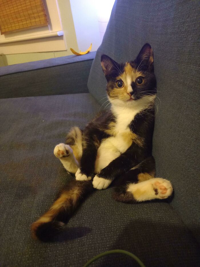 Calico cat with big eyes sitting upright on a gray couch, showing one paw and a relaxed pose of the cutest cats.