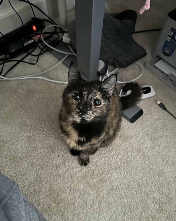 Tortoiseshell cat with large eyes sitting on carpet near desk surrounded by cables and electronic devices.