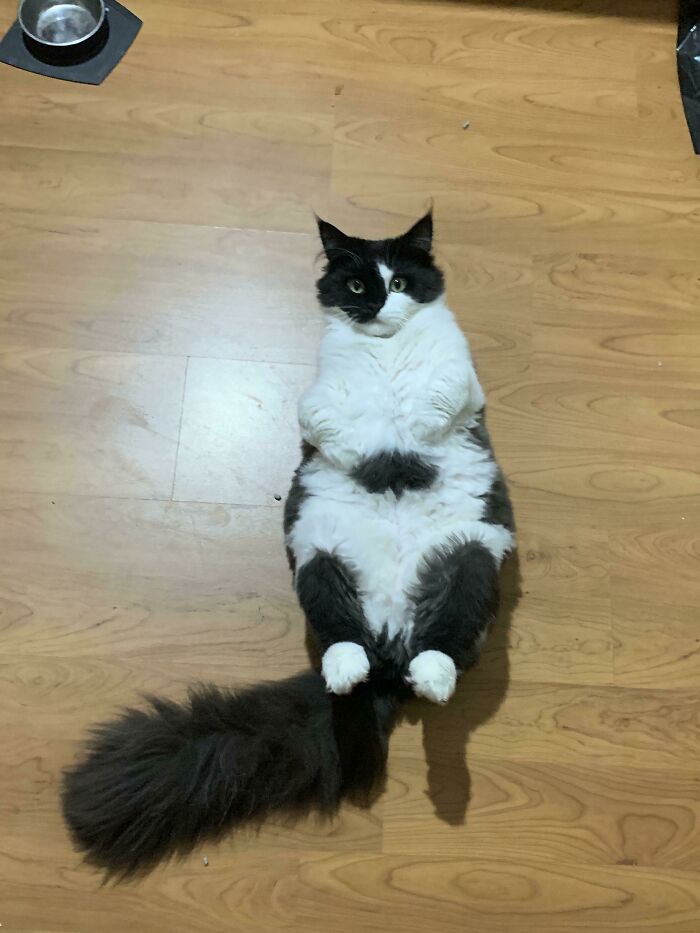 Meet ‘Pie’ , This Is Her Favourite Position