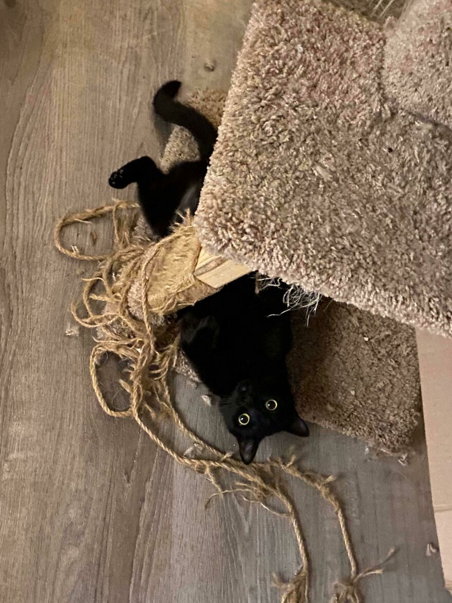 Sabrina Stole Our Hearts The Moment We Saw Her At The Shelter! Black Cats Are The Last To Be Adopted - Consider A Black Cat As Your New Family Member 🖤