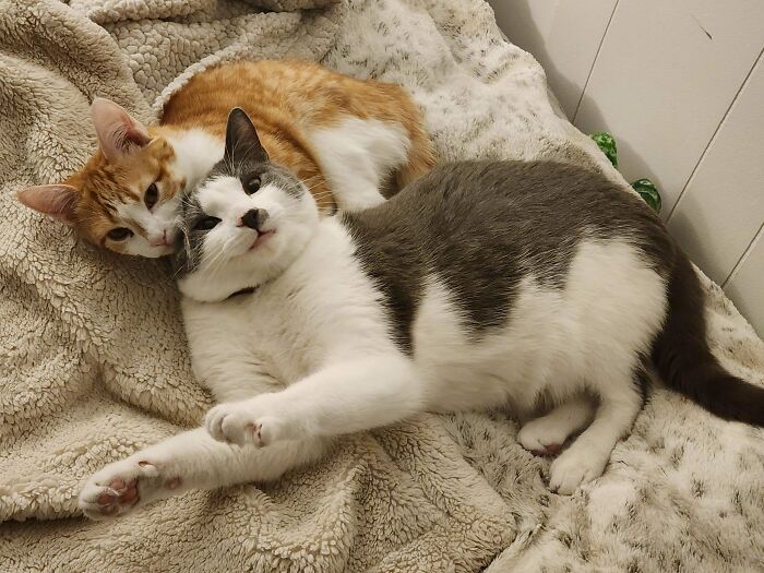 Two cutest cats cuddling on a soft blanket, showing cozy and heartwarming moments of affection and comfort.