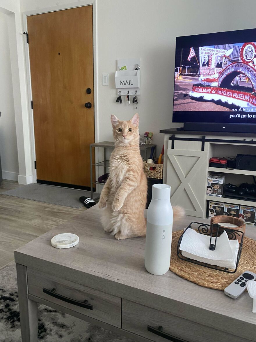 What Is My Cat Doing?