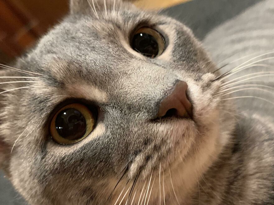 Ya Got Cat Close-UPS On Ya Phone?