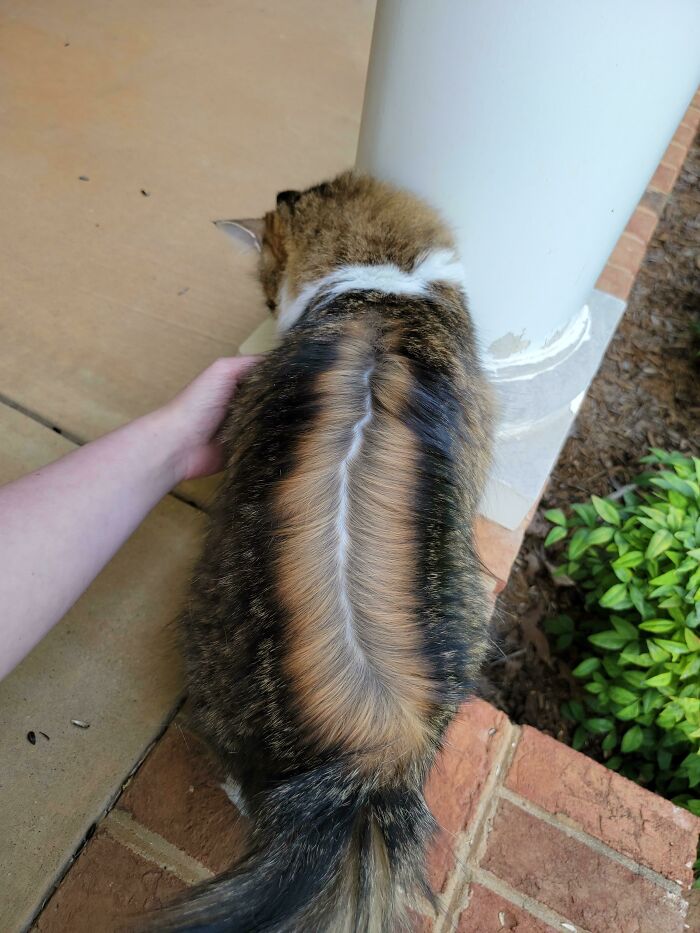 Ever Just Part Your Cat?