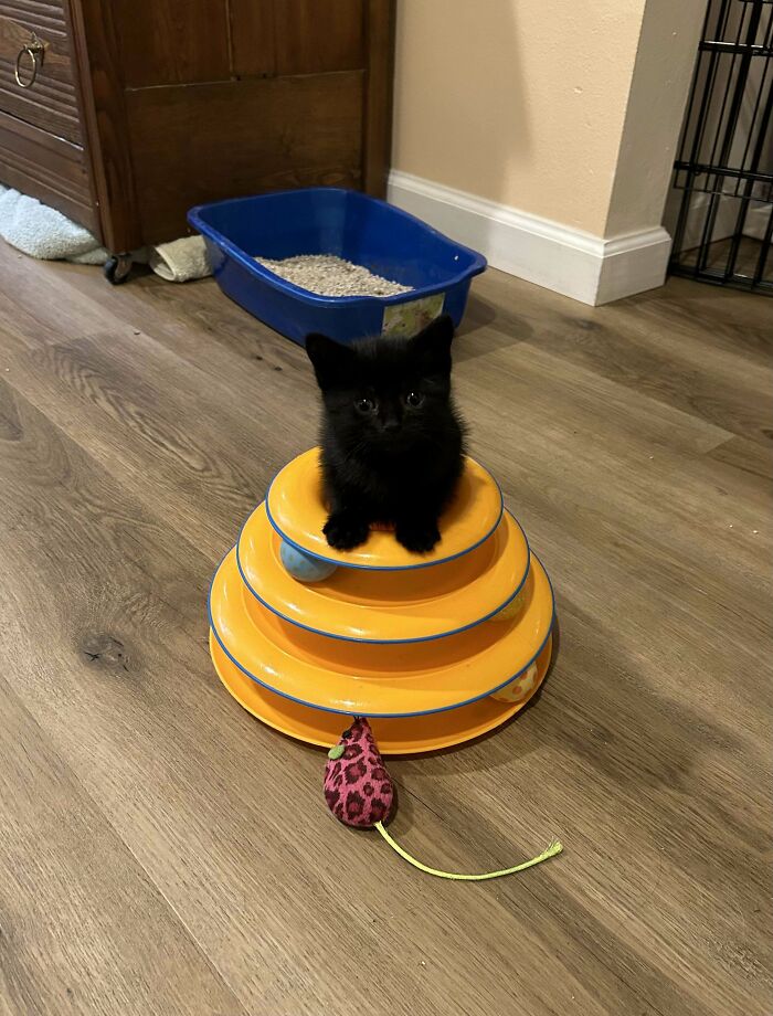 Black kitten sitting on a yellow multi-level cat toy with a pink mouse toy on wooden floor near a litter box.