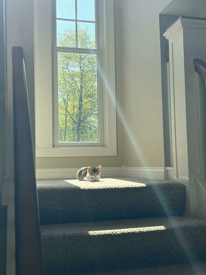 Small cat peacefully resting on carpeted stairs in a sunlit corner by a bright window indoors.