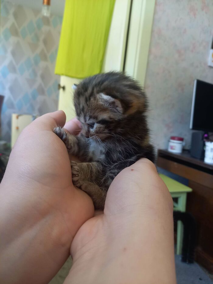 Tiny adorable kitten held gently in hands, showcasing one of the cutest cats to melt your heart moments.
