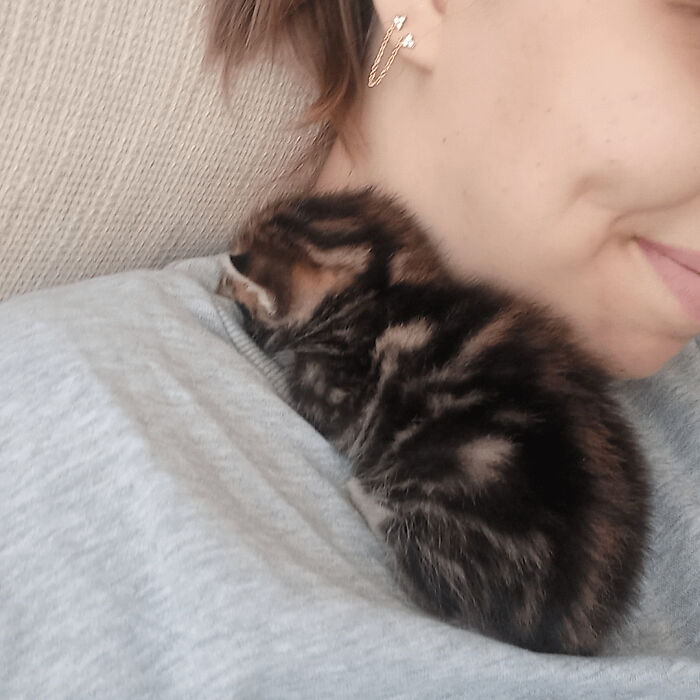 Tabby kitten resting on a person's shoulder, showcasing one of the cutest cats with soft fur and a calm expression.