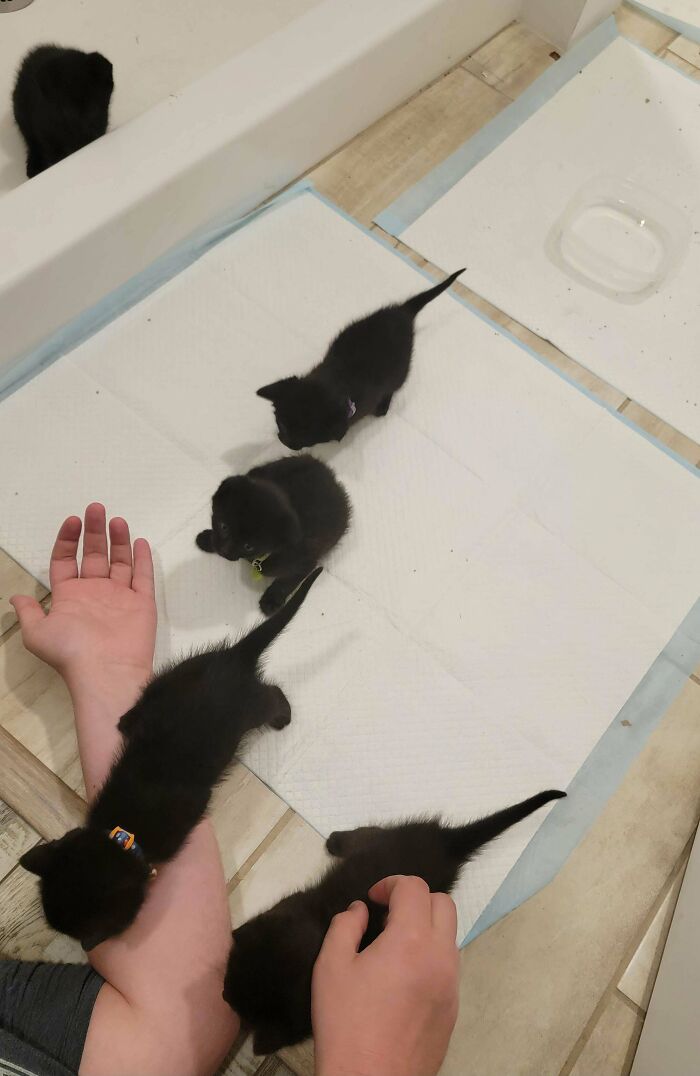 Several adorable black kittens exploring and playing on a white mat with a person’s hands nearby, showcasing cute cats.