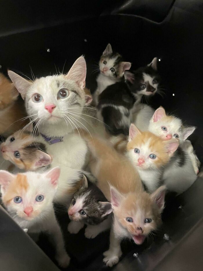 A group of cute cats and kittens with various fur colors and patterns looking up with curious expressions.