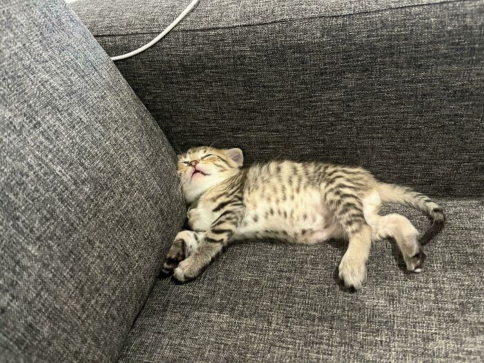 Tabby kitten with stripes sleeping peacefully on a gray fabric couch, showcasing one of the cutest cats to melt your heart.
