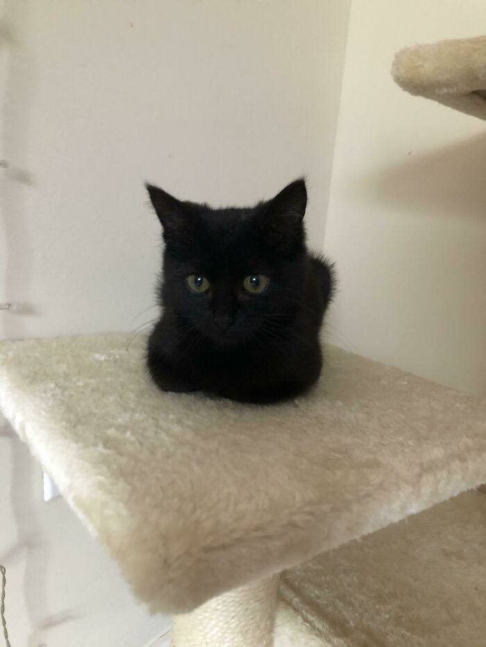 Black kitten with green eyes resting on a beige cat tree platform, one of the cutest cats to melt your heart.