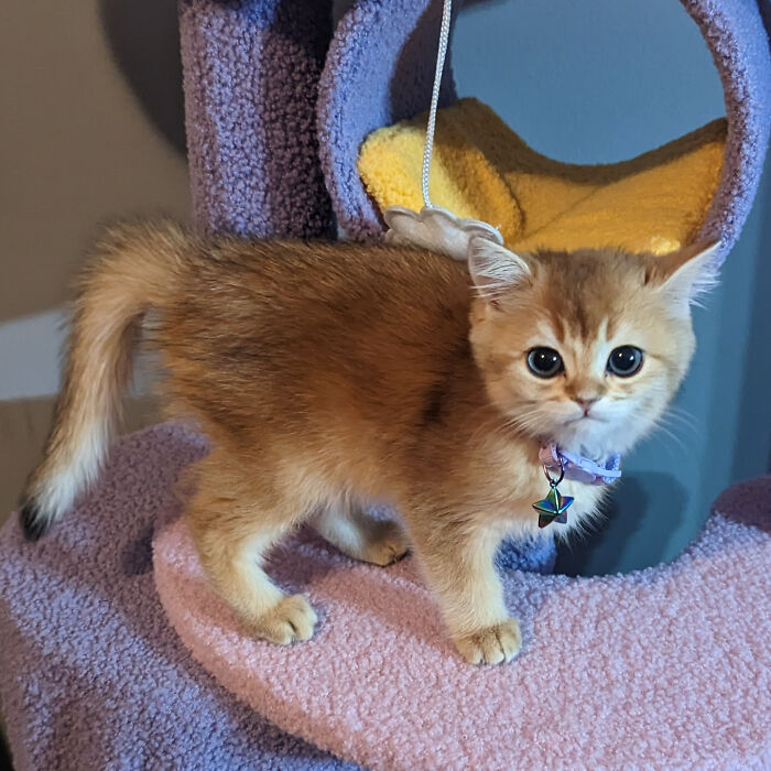 Orange kitten with big eyes wearing a collar, standing on a purple cat tree, one of the cutest cats to melt your heart.