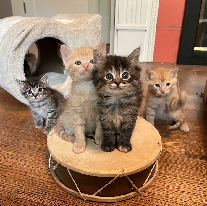 Four adorable kittens with different fur patterns sitting and standing on a wooden floor near a cat house and drum.