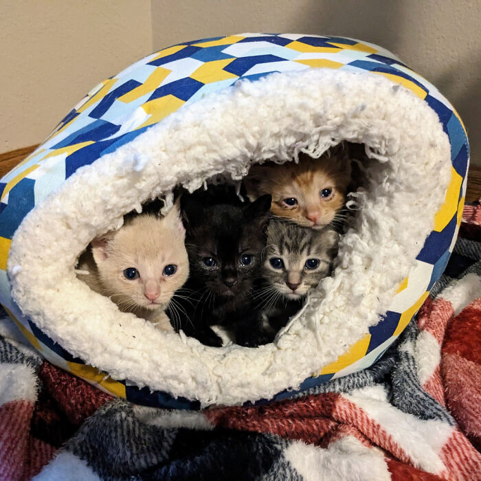 Four adorable kittens cuddled together inside a soft cozy cat bed, showcasing the cutest cats to melt your heart.