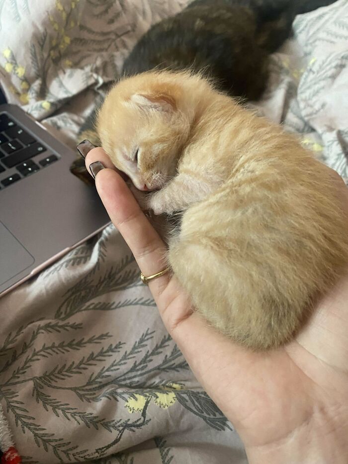 Tiny orange kitten sleeping curled up on a person’s hand, one of the cutest cats to melt your heart moments captured.