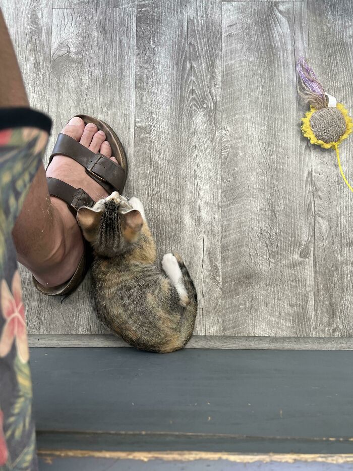 Tabby kitten curled up next to a person's sandal on a wooden floor with a cat toy nearby, showcasing cute cats.