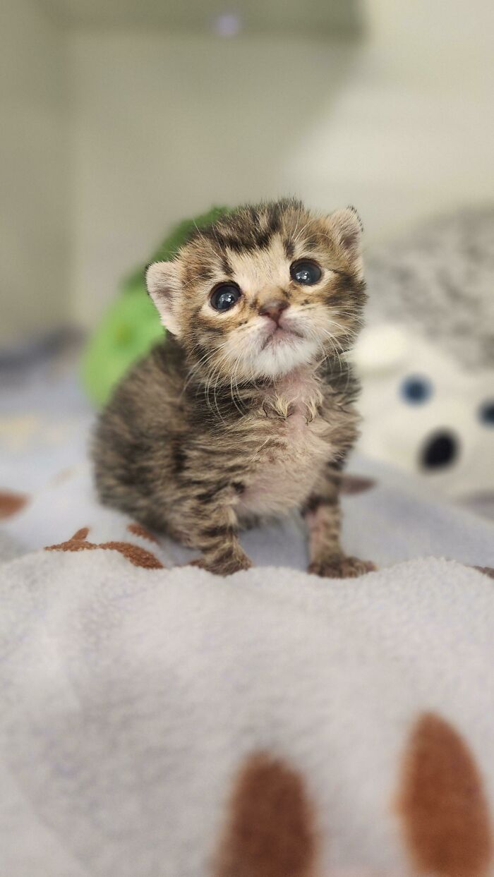 Tiny tabby kitten with big eyes sitting on a soft blanket, one of the cutest cats to melt your heart.
