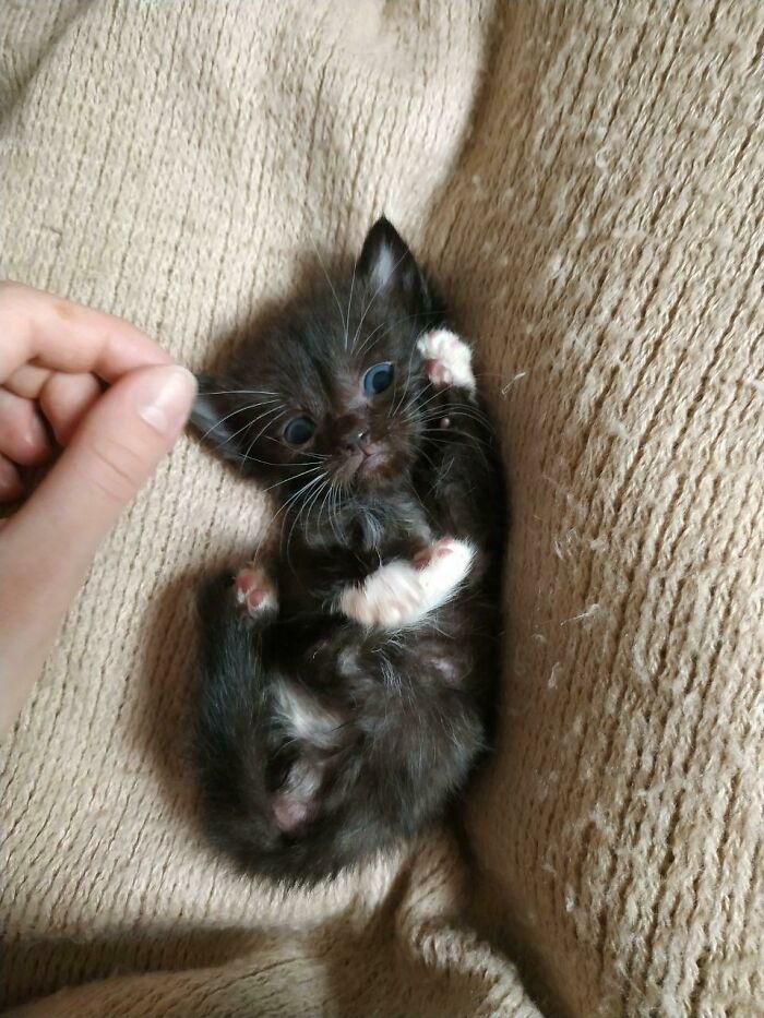 Tiny black and white kitten lying on a beige blanket with a hand reaching out, one of the cutest cats to melt your heart