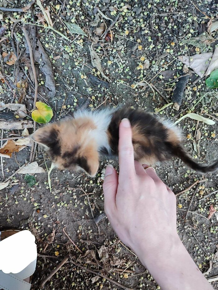 This Kitten I Had The Pleasure Of Meeting Today