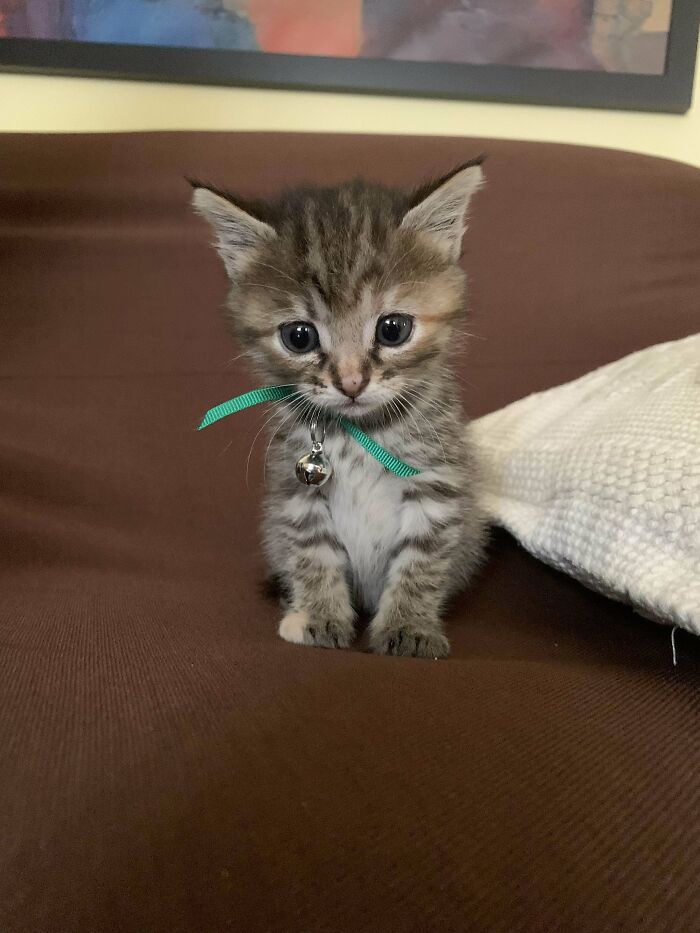 Small tabby kitten with a green ribbon and bell sitting on a brown couch, one of the cutest cats to melt your heart