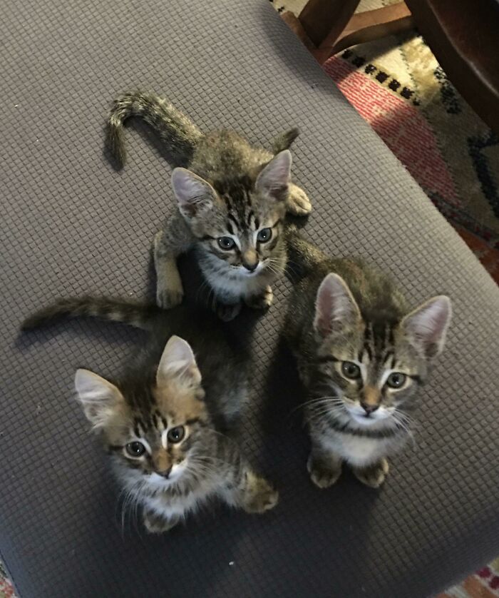Three adorable tabby kittens with big eyes sitting closely together on a textured gray surface, showcasing cutest cats.