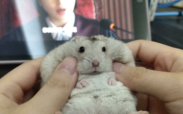 I Love Pinching His Face