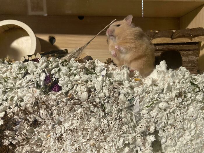 Hamster standing on bedding inside cage, showing a hilarious animal moment to brighten your day.