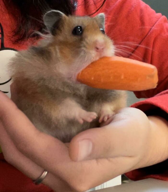Hamster being its hilarious self holding and nibbling on a large carrot in a person's hand.