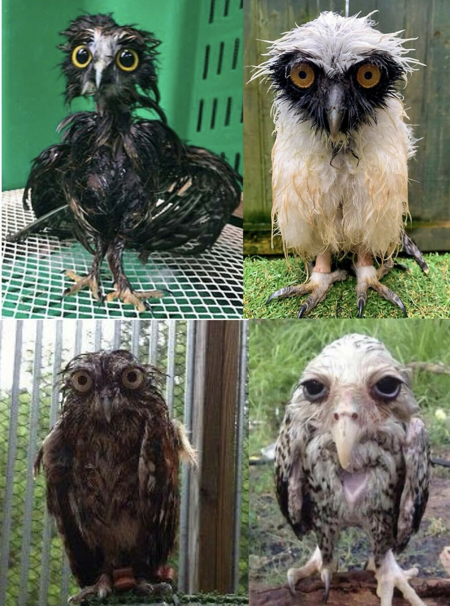 Thanks, I Love Soggy Owls.