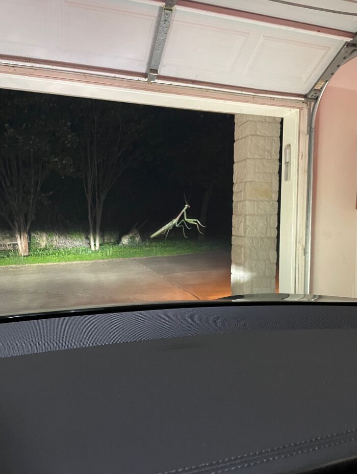 A Hulking Praying Mantis