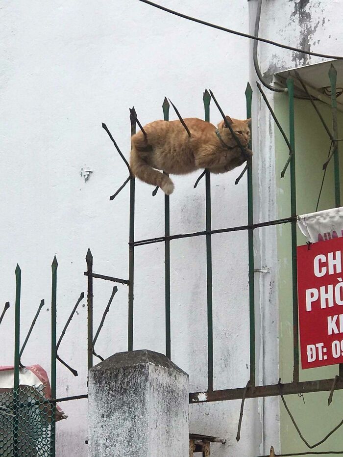 Cat Impaled