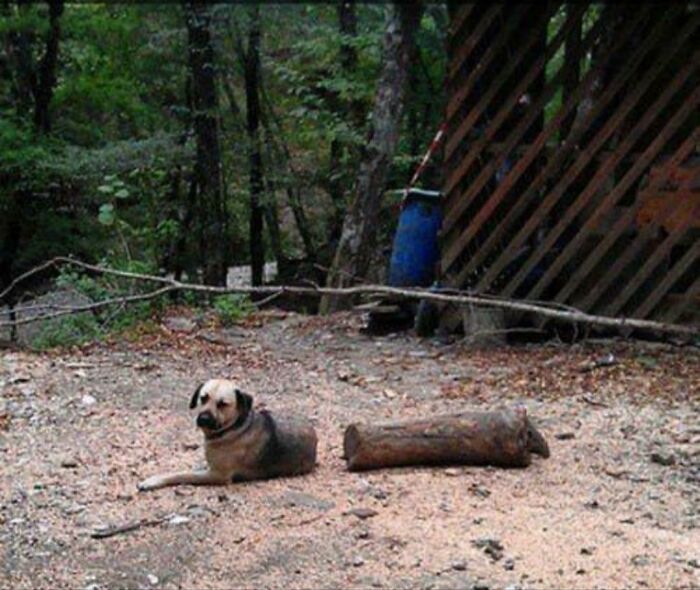 Log Dog