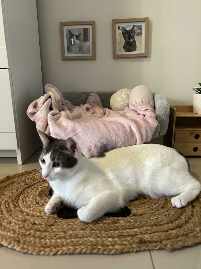 Set Up This Beautiful Miniature Living Room For My Cat And She Chooses To Sit On The Rug